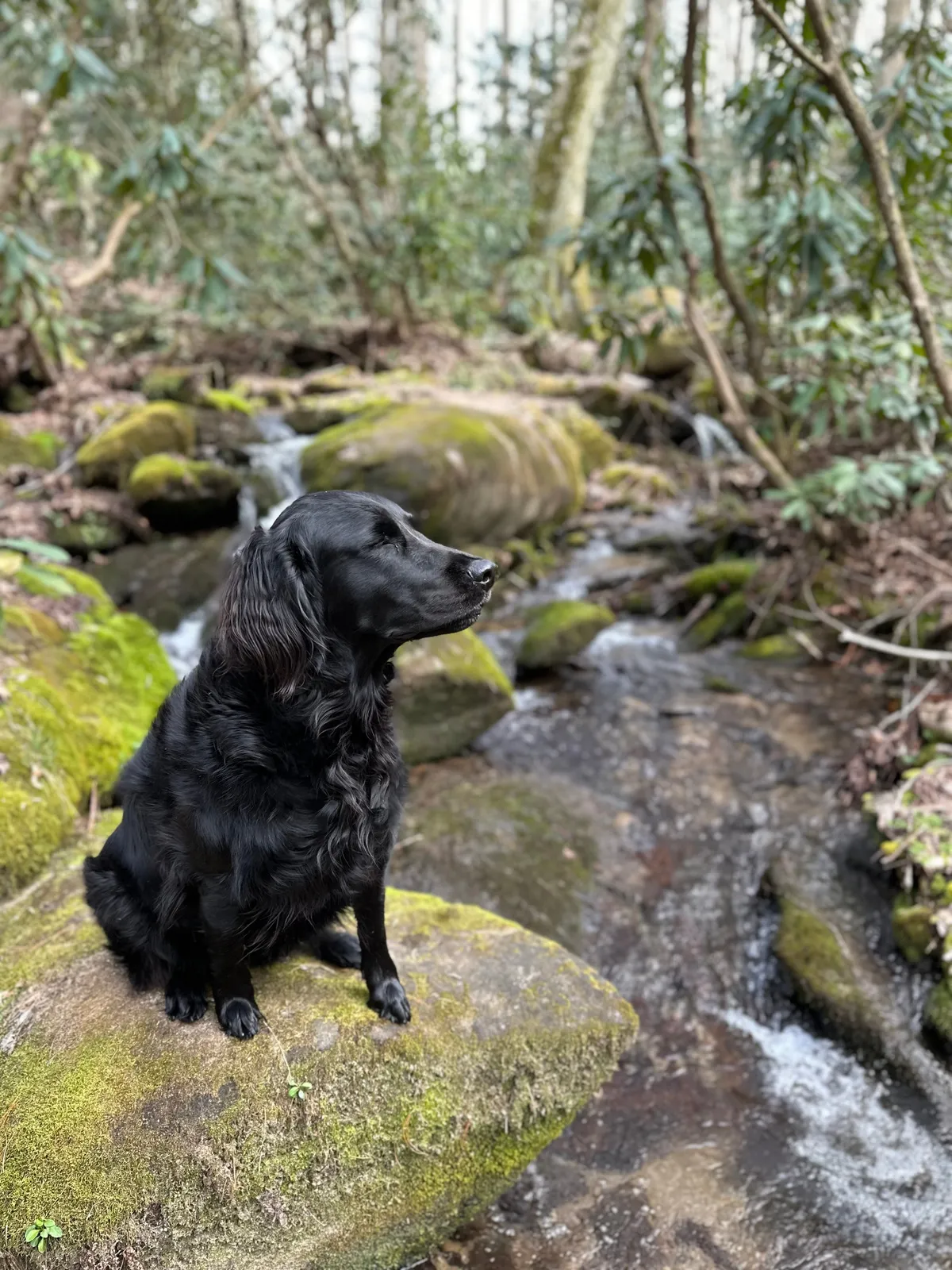 A black dog stands at the edge of a flowing stream, surrounded by mossy rocks and lush greenery. The tranquil scene evokes a sense of quiet connection with nature and playfulness, especially for pet owners and families.