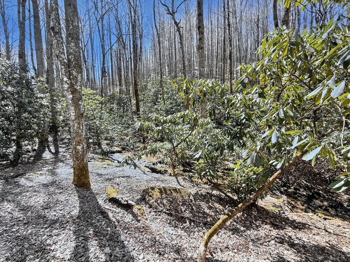 An inviting woodland exterior with tall trees, dense foliage, a gentle stream, and rocky ground—an ideal environment for outdoor exploration and peaceful walks with pets.