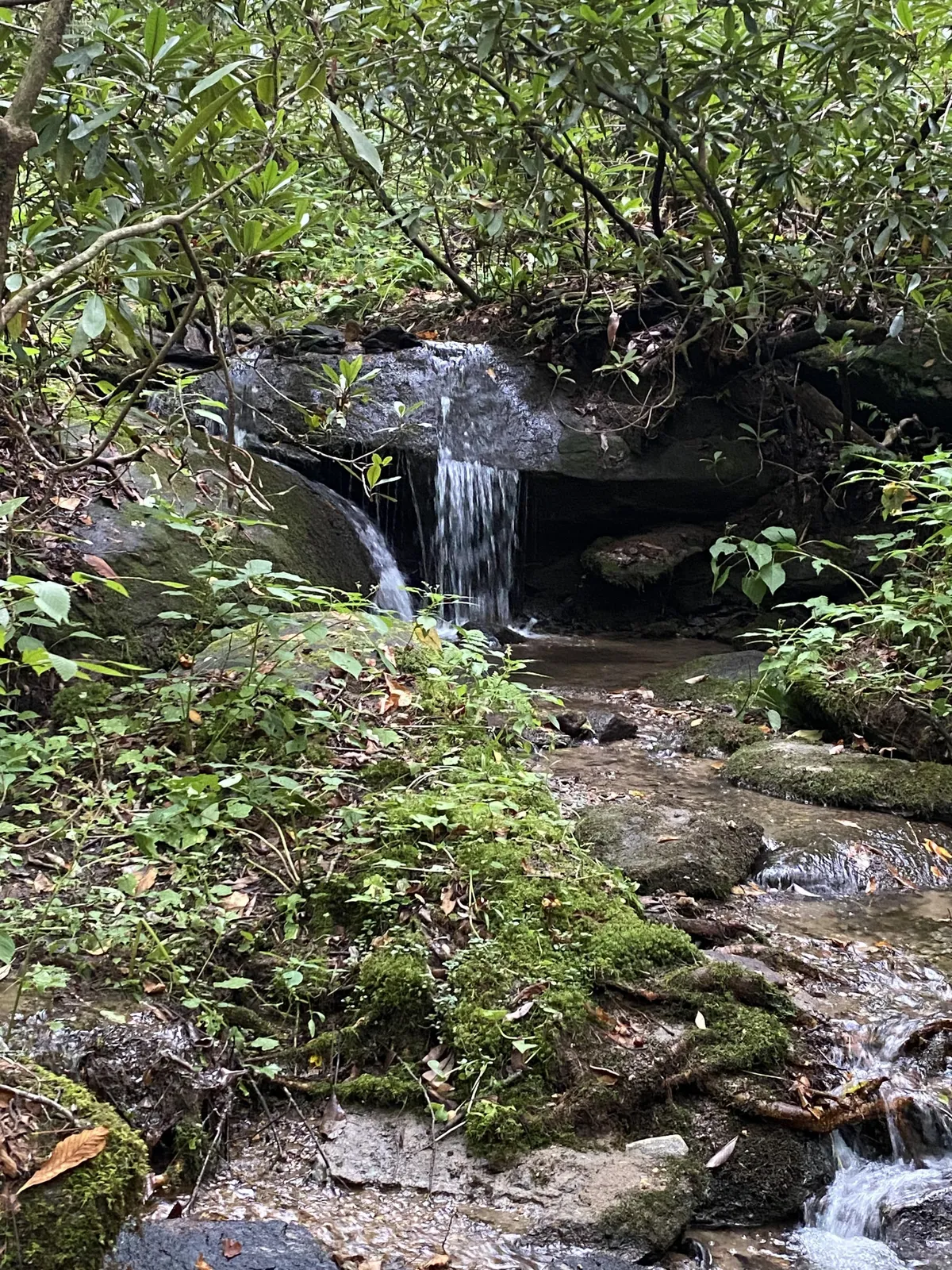 A serene, picturesque scene featuring a gentle stream winding around mossy rocks, lush green foliage, and a small but beautiful waterfall. The surrounding area is rich with plant life, creating a tranquil, inviting space that feels perfect for nature exploration and peaceful family adventures.